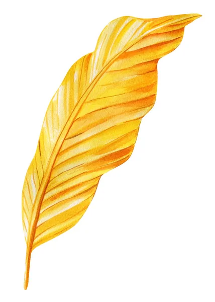 Žlutý List Akvarel Ručně Malované Ilustrace Tropické Zlaté Palmové Listy — Stock fotografie