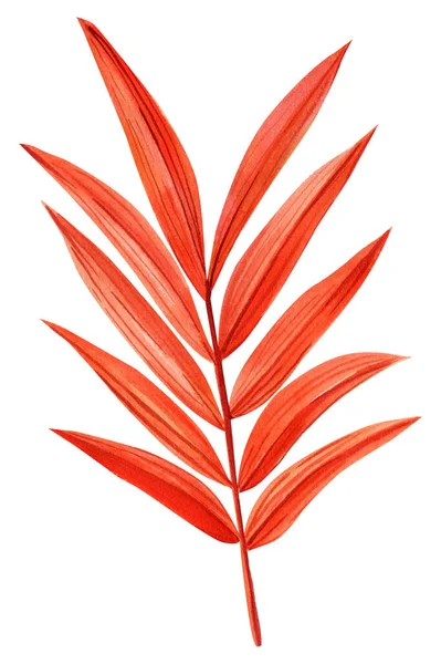 水彩の秋の乾燥したヤシの葉 植物の装飾的なイラスト 印刷のための単離された熱帯の花の要素 高品質のイラスト — ストック写真