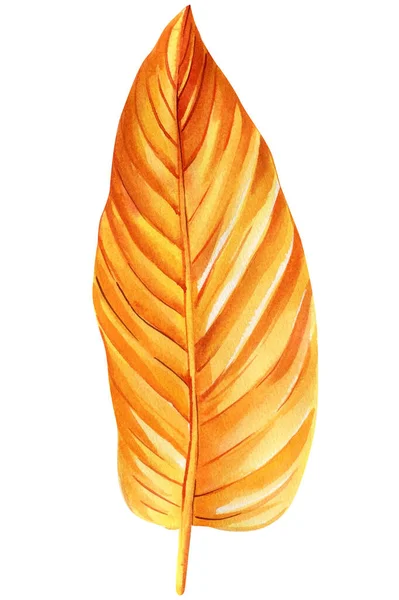 Осенний Тропический Лист Акварели Ботанической Иллюстрации Оранжевые Пальмовые Листья Изолированный — стоковое фото