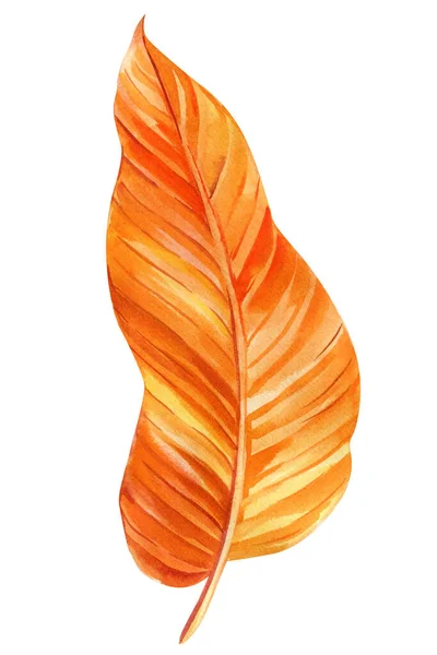 Осенний Тропический Лист Акварели Ботанической Иллюстрации Оранжевые Пальмовые Листья Изолированный — стоковое фото