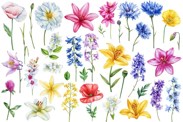 다채로운 야생화와 Poppy 옥수수 디자인을 수채화 품질의 일러스트 — 스톡 사진