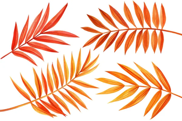 Autumn tropical leaf, palm leaves watercolor botanical decorative illustration, isolated flora for design, print, fabric. High quality illustration