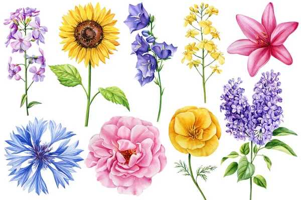 Renkli Kır Çiçekleriyle Dolu Bir Yaz Seti Gül Zambak Haşhaş — Stok fotoğraf