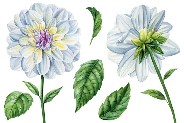 Watercolor flower on an isolated white background, watercolor illustration, hand drawing dahlia flower. High quality illustration