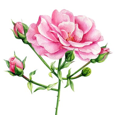 Pembe güller, tomurcuk ve yapraklar beyaz arka planda, çiçek tasarımı. El çizimi botanik suluboya resim. Yüksek kaliteli illüstrasyon