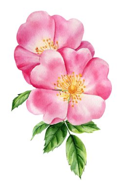 Pembe güller, tomurcuk ve yapraklar beyaz arka planda, çiçek tasarımı. El çizimi botanik suluboya resim. Yüksek kaliteli illüstrasyon