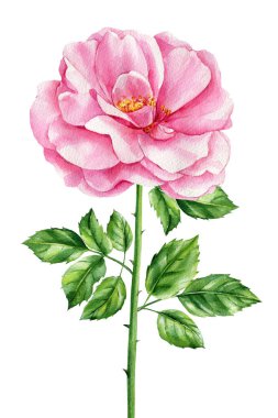 Gül. Beyaz arka planda pembe çiçek ve yeşil yapraklar, çiçek tasarımı. El çizimi botanik suluboya resim. Yüksek kaliteli illüstrasyon
