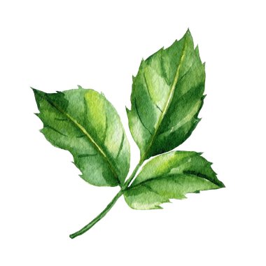 Beyaz arka planda gül yeşili yapraklar, çiçek deseni. El çizimi botanik suluboya resim. Yüksek kaliteli illüstrasyon