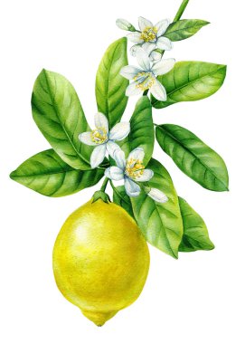 Yapraklı suluboya narenciye, beyaz arka planda çiçek, botanik boyalı meyve limonu. Yüksek kaliteli illüstrasyon