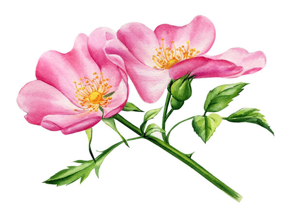 Pink roses flowers, bud and leaves on a white background, floral design. Hand drawn botanical watercolor painting. High quality illustration