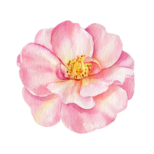Roze Rozen Bloemen Knoppen Bladeren Een Witte Achtergrond Bloemmotief Met — Stockfoto