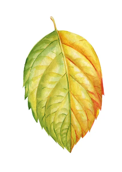 Осенние Желтые Листья Изолированы Белом Фоне Акварельная Флора Иллюстрации Набор — стоковое фото