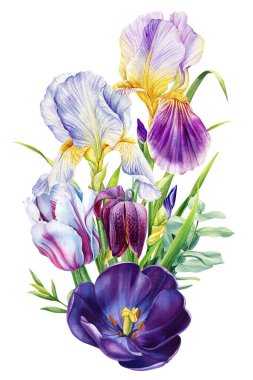 İzole edilmiş beyaz arka planda güzel çiçekler, süsen çiçekleri, lale, hyocinth, delenve yaprakları, suluboya botanik buketi. Yüksek kaliteli illüstrasyon