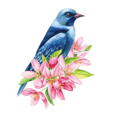 Güzel elma ağacı çiçekleri ve dalda parlak bir kuş, izole edilmiş beyaz arka plan, suluboya botanik resim. Yüksek kaliteli illüstrasyon