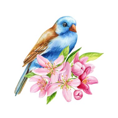 Güzel elma ağacı çiçekleri ve dalda parlak bir kuş, izole edilmiş beyaz arka plan, suluboya botanik resim. Yüksek kaliteli illüstrasyon