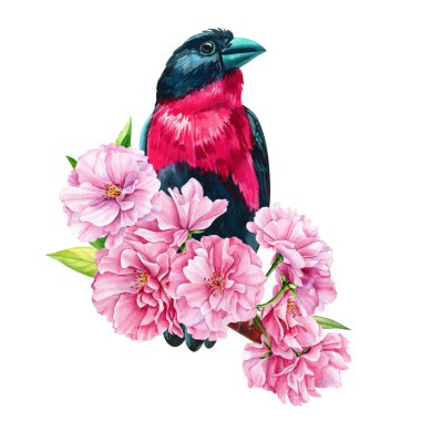 Güzel elma ağacı çiçekleri ve dalda parlak bir kuş, izole edilmiş beyaz arka plan, suluboya botanik resim. Yüksek kaliteli illüstrasyon