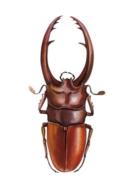 Kahverengi böcek beyaz arka planda izole edildi. El botanik suluboya çizimi yaptı. Yüksek kaliteli illüstrasyon