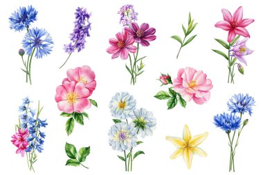 Wildflower Suluboya. İzole edilmiş beyaz arka planda güzel buketler, suluboya botanik resimler. Yüksek kaliteli illüstrasyon