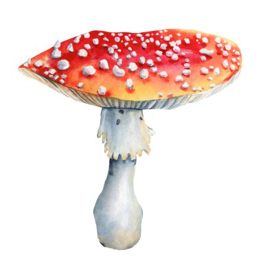 Mantar izole edilmiş arka plan. Suluboya botanik illüstrasyon. Elle çizilmiş. Uçan agarik suluboya. Yüksek kaliteli illüstrasyon