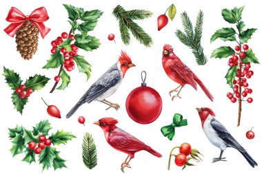 Kızıl Kardinal, Holly, koni ve ladin. Beyaz arka planda kuşların olduğu bir Noel seti, suluboya çizimler. Yüksek kaliteli illüstrasyon