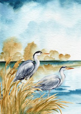 Balıkçıl ve göl manzarası. Suluboya resim. İki kuş ve kuru otlar, gri balıkçılın el çizimi. - Evet. Yüksek kaliteli illüstrasyon