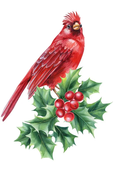 Красный Кардинал Ветвь Падуба Красивая Птица Акварель Белом Фоне Рождественская — стоковое фото