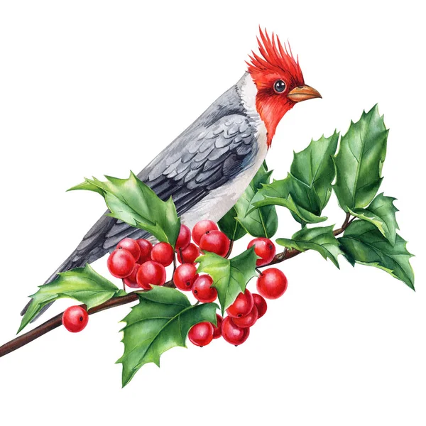 Roter Kardinal Und Stechpalmenzweig Aquarellierte Vogelillustration Handgemalte Illustration Isoliert Auf — Stockfoto