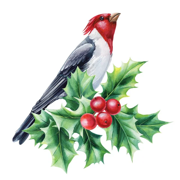 Roter Kardinal Und Stechpalmenzweig Aquarellierte Vogelillustration Handgemalte Illustration Isoliert Auf — Stockfoto