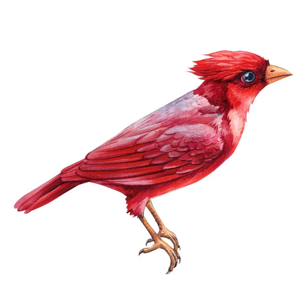Pájaros Invierno Acuarela Cardenales Rojos Aislados Sobre Fondo Blanco Ilustración — Foto de Stock