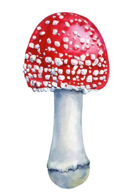 Sonbahar suluboya mantarı, sinek mantarı, sarı yapraklar ve yosun. Suluboya, tasarım için ormanı elle boyamış. Yüksek kaliteli illüstrasyon