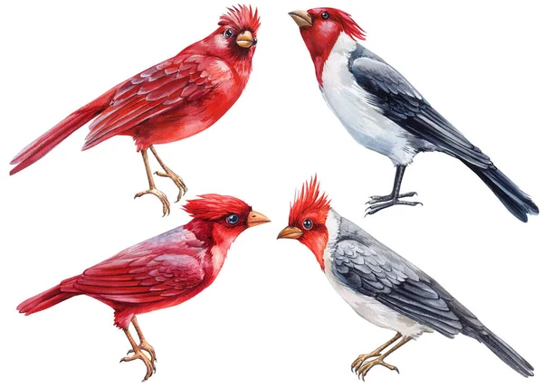 Setzen Sie Wintervögel Aquarell Rote Kardinäle Isoliert Auf Weißem Hintergrund — Stockfoto