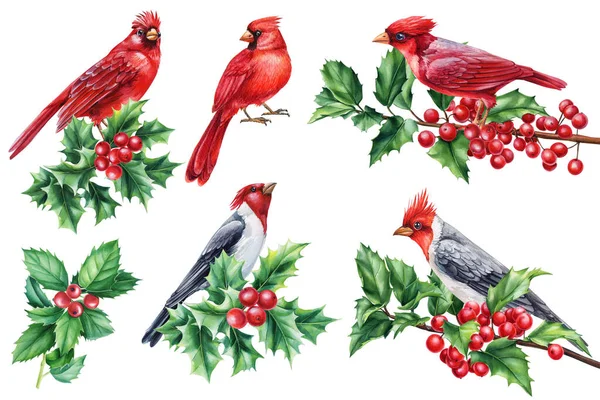Aquarel Vogels Set Illustratie Rode Kardinaal Hulsttak Met Hand Geschilderde — Stockfoto