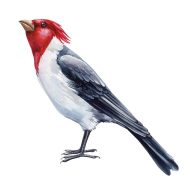 Suluboya kuş. Kardinal beyaz arka planda izole edilmiş. Beyaz arkaplanda suluboya çizimi. Yüksek kaliteli illüstrasyon