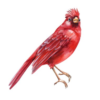 Kış kuşlarını hazırlayın. Kırmızı suluboya kardinaller beyaz arka planda izole edilmiş. Beyaz arkaplanda suluboya çizimi. Yüksek kaliteli illüstrasyon