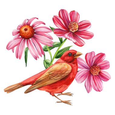 İzole edilmiş beyaz arka planda güzel bir kuş ve çiçek çizimi, suluboya bir illüstrasyon. Yüksek kaliteli illüstrasyon