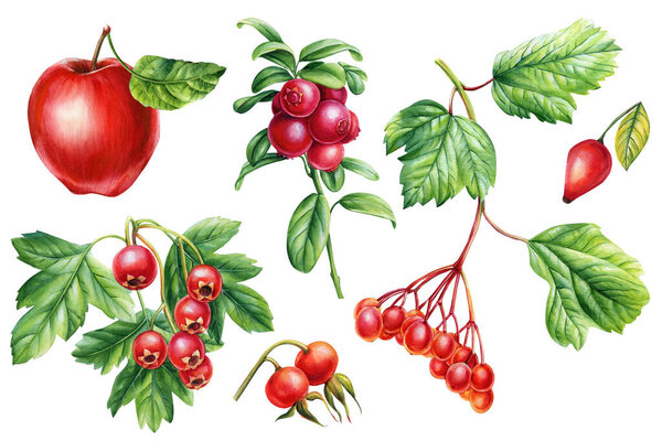 branch with berries hawthorn, cowberry, rosehip, apple and viburnum on isolated white background, watercolor botanical illustration. High quality illustration