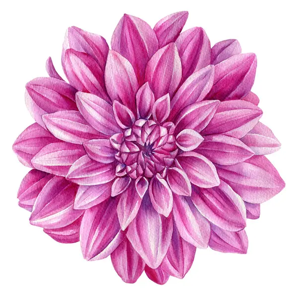 Beautiful watercolor dahlia flower isolated on white background, watercolor botanical painting, purple flower. High quality illustration
