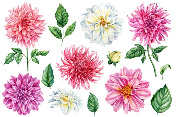 Beautiful watercolor dahlia flowers set isolated on white background, watercolor botanical painting, delicate flowers. High quality illustration