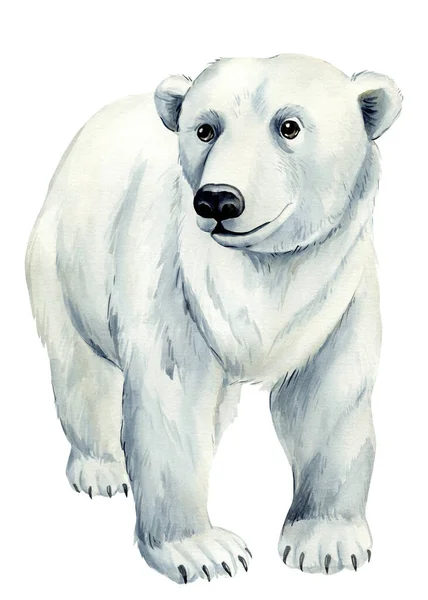 Oso Polar Animal Invierno Sobre Fondo Blanco Aislado Ilustración Acuarela — Foto de Stock