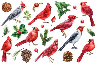 Kızıl Kardinal, kuşlar ve doğal elementler, yapraklar, vetuiler ve böğürtlenler. Suluboya ile çizilmiş. Yüksek kaliteli illüstrasyon