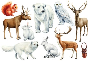 Tavşan, kutup tilkisi, baykuş, beyaz ayı, penguen, katil balina. İzole edilmiş beyaz arka planda, suluboya resimli bir kış hayvanı. Yüksek kaliteli illüstrasyon
