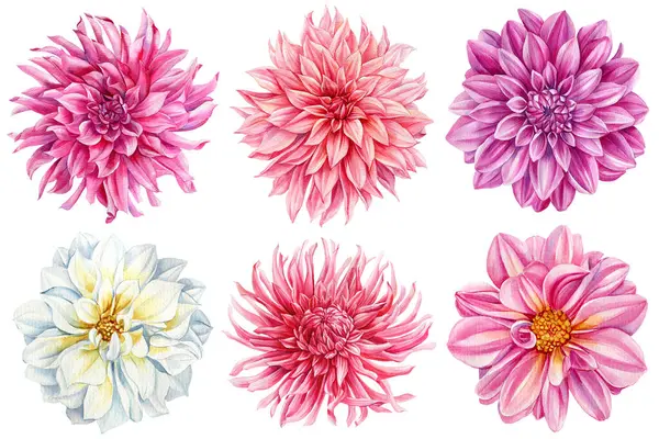 Beautiful watercolor dahlia flower isolated on white background, watercolor botanical painting, delicate flowers. High quality illustration