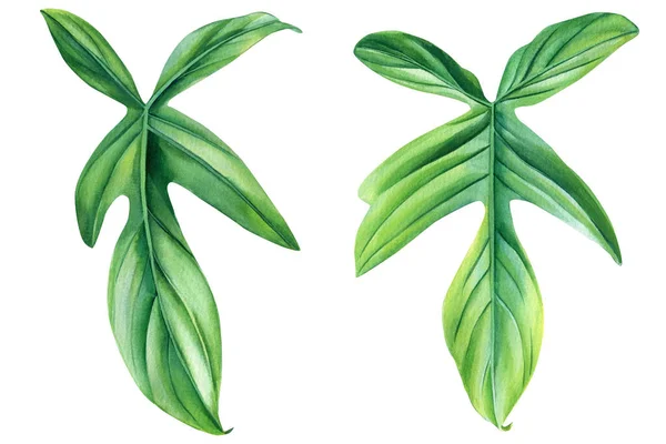 Exotické Zelené Rostliny Filodendron Palmové Listy Monstera Izolovaném Bílém Pozadí — Stock fotografie
