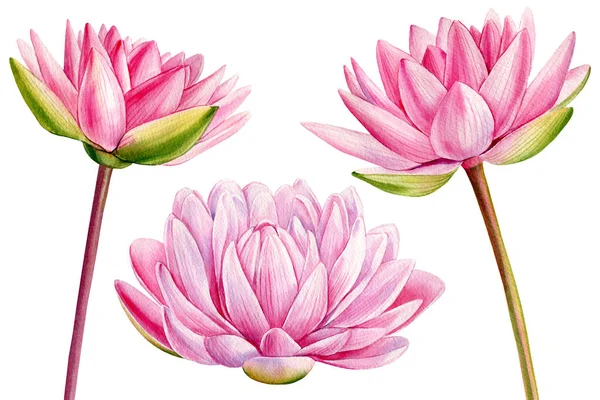 Pink lotus flowers on isolated white background, water lily flower, watercolor flora illustration, botanical painting. High quality illustration
