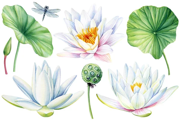 Lotus, elegant white flowers, leaf, seed and bud on an isolated white background, watercolor illustration, collection, greeting card. High quality illustration