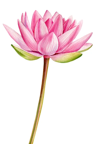 Pink lotus flowers on isolated white background, water lily flower, watercolor flora illustration, botanical painting. High quality illustration