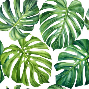 Canavar yapraklı, tropik, pürüzsüz bir desen. Kumaş ve dekor için tropik tasarım. Suluboya çizimleri. Yüksek kaliteli illüstrasyon