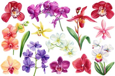 Orkideler çiçek seti. Tropik bitkiler, orkide, flora suluboya çizimi, botanik resim, el çizimi. Yüksek kaliteli illüstrasyon