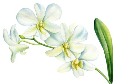 Beyaz orkide çiçeği, suluboya çizimi, beyaz arka planda izole edilmiş egzotik bitkiler. Yüksek kaliteli illüstrasyon