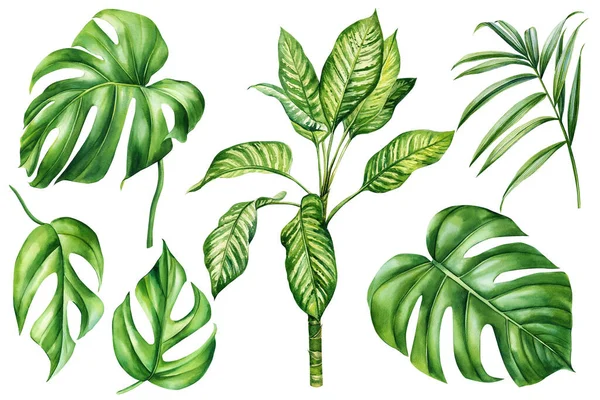 Tropical watercolor palm leaves. set with exotic plants isolated on white background. High quality illustration